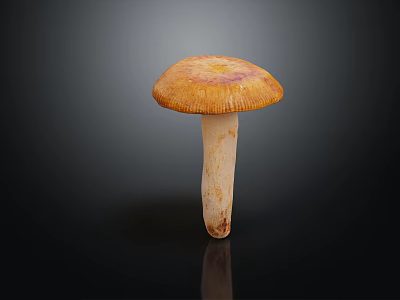 Orange Cap Mushroom Vegetable with White Stem on Black Reflective Background 3d model