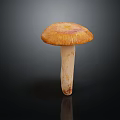 Modern mushroom straw mushroom poisonous mushroom 3d model