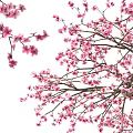 Three Tall Flowering Trees With Pink Blossoms And A Person Standing Nearby