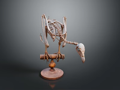 Detailed Avian Skeleton Specimen Mounted on Wooden Display Stand 3d model
