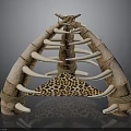 Primitive Decorative Structure Made With Bone Elements Leopard Print And Ropes