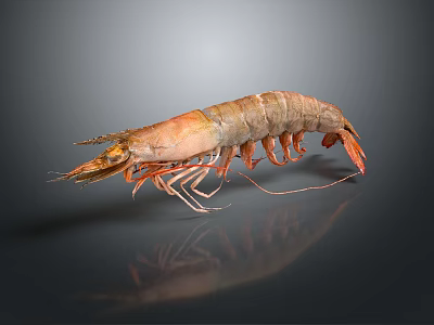 Brown and Orange Shrimp With Detailed Body Long Antennae And Delicate Legs On Smooth Surface 3d model