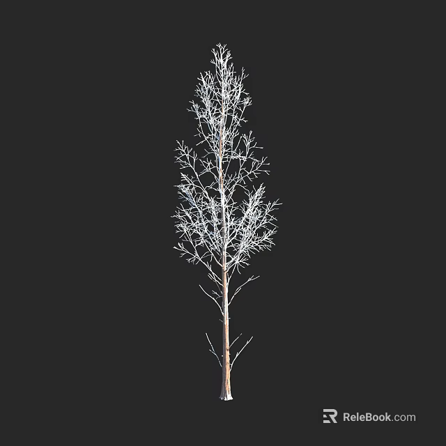 Tall White Tree with Slender Bare Branches Against Black Background 3d model