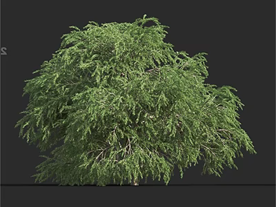 Lush Green Shrub with Dense Foliage for Garden Landscaping Design 3d model