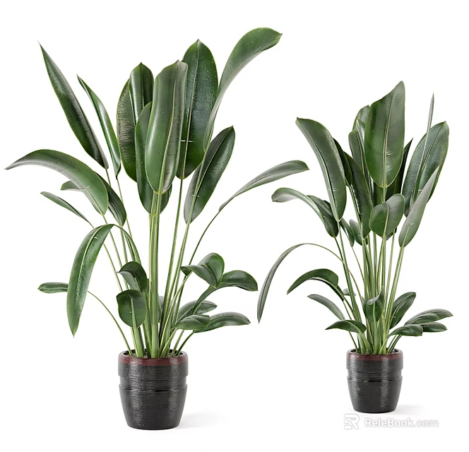 Two Indoor Decorative Potted Green Plants With Large Leaves In Black Pots 3d model 