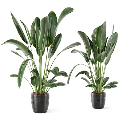 Two Indoor Decorative Potted Green Plants With Large Leaves In Black Pots 3d model