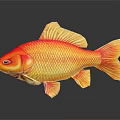 Koi Fish With Red And Yellow Vibrant Scales On Black Background Showing Shiny Reflection