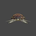 Colorful Sea Turtle With Red Brown Carapace And Spotted Flippers