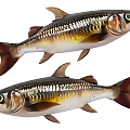 Two Golden Brown Aquatic Fish With Striped Bodies And Yellow Eyes