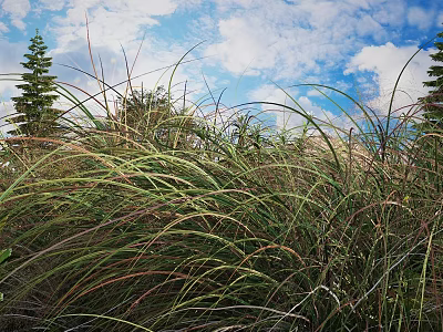 Tall Green Grasses Swaying Under Blue Sky With White Clouds And Pine Trees 3d model