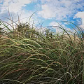 Tall Green Grasses Swaying Under Blue Sky With White Clouds And Pine Trees