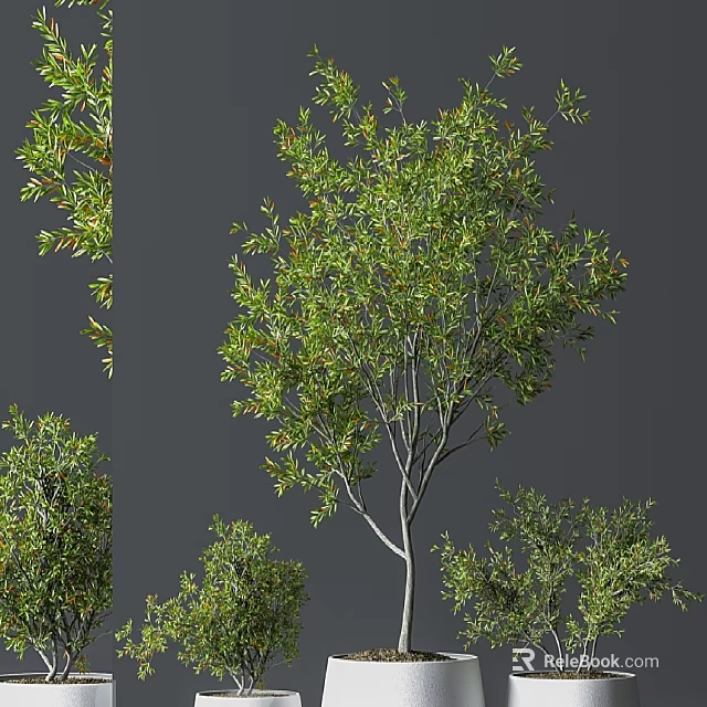 Natural Lush Bonsai Trees With Dense Green Foliage And Graceful Branch Structures 3d model 