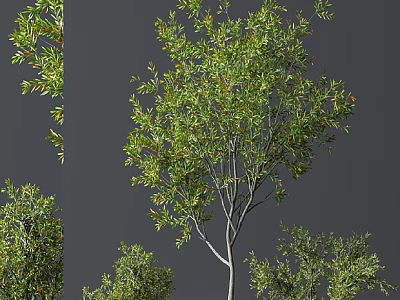 Natural Lush Bonsai Trees With Dense Green Foliage And Graceful Branch Structures 3d model