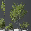 Natural Lush Bonsai Trees With Dense Green Foliage And Graceful Branch Structures