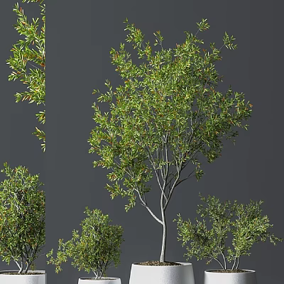 Natural Lush Bonsai Trees With Dense Green Foliage And Graceful Branch Structures 3d model
