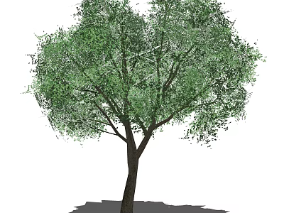 Lush Arbor Tree With Green Leaves And Thick Trunk In Natural Scene 3d model