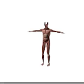 Detailed Human Muscle Organ Anatomy 3D Model Showing Full Body Structure