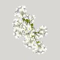 Transparent Glass Vase Holding Fresh White Flowers And Green Leaves
