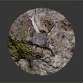 Detailed Natural Tree Stump Featuring Exposed Roots And Moss Covered Rough Surface