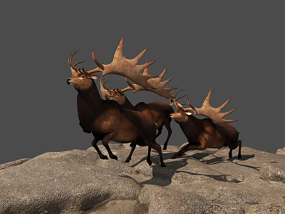 Reptiles Basking On Rocky Surfaces In Natural Outdoor Wildlife Habitat 3d model