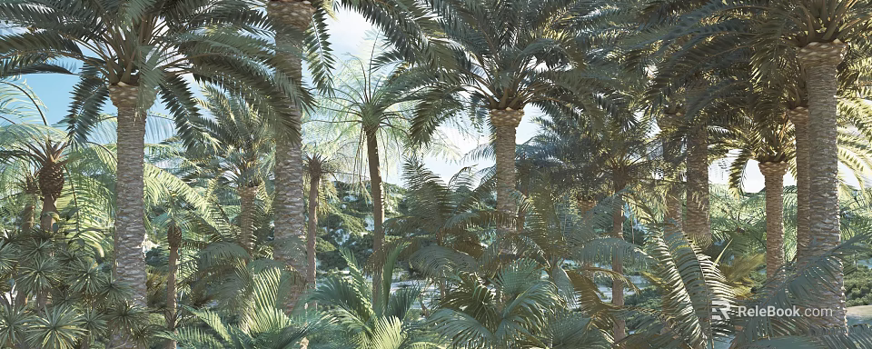 Tall Palm Trees with Lush Green Fronds in Tropical Natural Garden Under Sunlight 3d model 