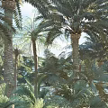 Tall Palm Trees with Lush Green Fronds in Tropical Natural Garden Under Sunlight