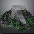 Lush Green Plants Growing Around Old Tree Stump On Forest Ground