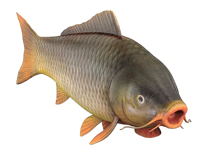 Common Carp Freshwater Aquatic Creature With Golden Fins Gray Scales And Open Mouth 3d model