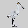 White Water Bird With Long Black Beak And Long Black Legs In Standing Posture