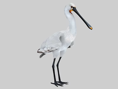 White Water Bird With Long Black Beak And Long Black Legs In Standing Posture 3d model