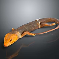 Orange And Brown Slender Lizard With Long Tail On Black Background