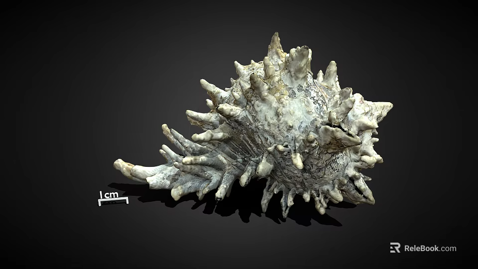 Spiky Marine Shell Specimen with 1cm Scale Isolated on Black Background 3d model 