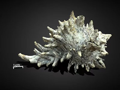 Spiky Marine Shell Specimen with 1cm Scale Isolated on Black Background 3d model