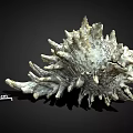 Spiky Marine Shell Specimen with 1cm Scale Isolated on Black Background 3d model