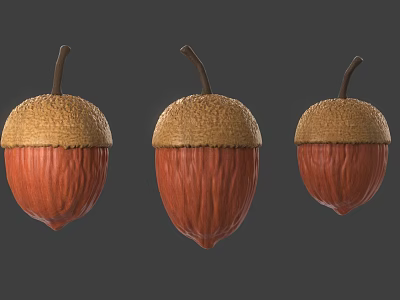 Three Acorn Natural Organic Food With Brown Shell And Textured Caps On Gray Background 3d model