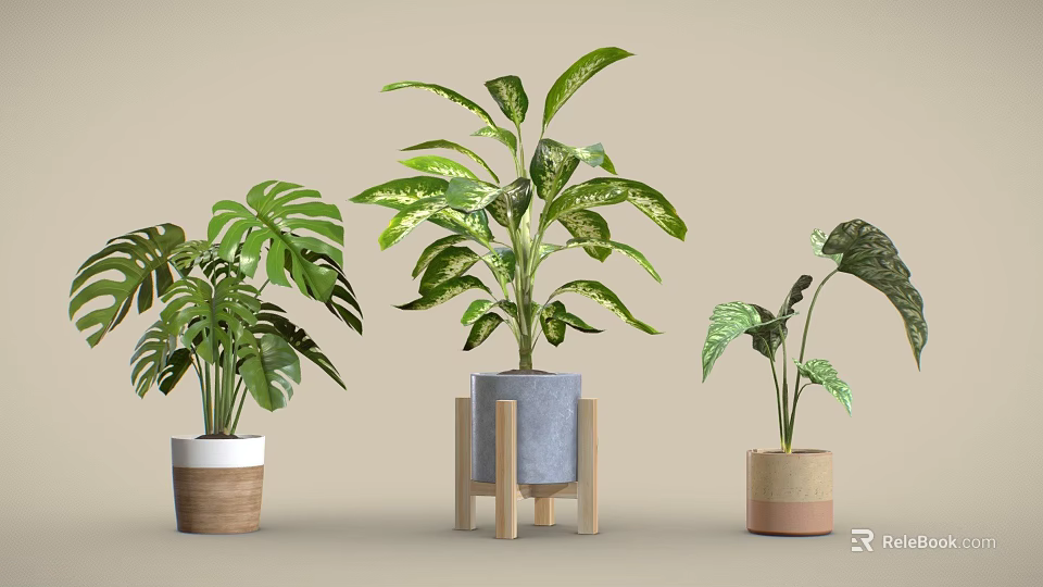 Indoor Plants With Large Green Leaves And Variegated Foliage In Ceramic Pots And Wooden Stands 3d model 