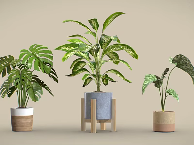 Indoor Plants With Large Green Leaves And Variegated Foliage In Ceramic Pots And Wooden Stands 3d model