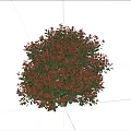 Lush Round Shrub With Red And Green Foliage For Garden Landscaping