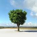 Garden Landscape Featuring Large Tree With Lush Green Leaves Under Blue Sky And White Clouds