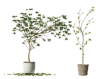 Bonsai Potted Plants with Lush Leaves in White Ceramic Pot and Woven Basket 3d model