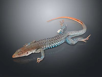 Vibrant Lizard With Blue Spots Orange Tail And Gray Body On Dark Surface 3d model