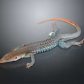 Vibrant Lizard With Blue Spots Orange Tail And Gray Body On Dark Surface