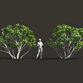 Lush Green Trees And Foliage With Person Standing Among Dense Plants