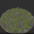 Green Clover Like Plants With Light Green Variegated Leaves Growing On Stony And Earthy Soil