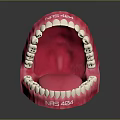 Anatomically Detailed Oral Organ Model With White Teeth And Pink Gums For Dental Education