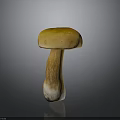 Mushroom Organ Structure With Hairy Stem Yellow Cap And White Base