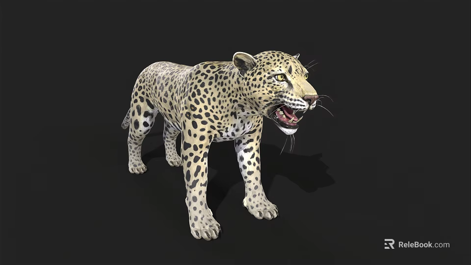 Realistic Spotted Leopard Standing With Open Mouth On Black Background 3d model