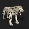 Realistic Spotted Leopard Standing With Open Mouth On Black Background 3d model