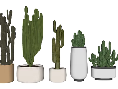Various Cactus Potted Plants in Different Decorative Ceramic Pots for Indoor Decor 3d model