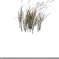 Lush Grass with Green and Brown Leaves and White Spikelets Against Dark Background